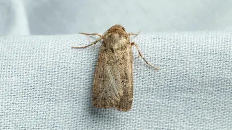 Trucurile simple care vă salvează hainele de molii. Ce e bine să pui vara în șifonier