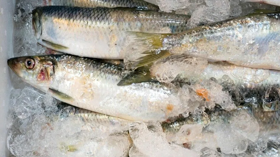 Adevărul despre pește: care e mai bun, peștele congelat sau proaspăt?