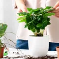 Ingredientul folosit la prăjituri care poate ajuta plantele să crească mai frumos. Se utilizează o singură dată pe lună