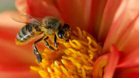 Veninul de albine - tratamentul antirid natural