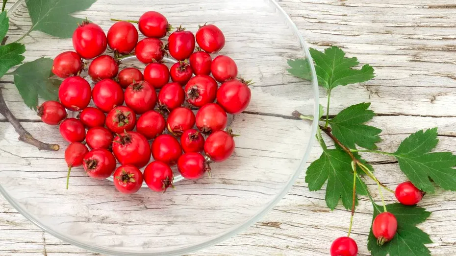 Leacul Mariei Treben pentru inimă obosită și circulație deficitară. Se mai numește și „planta inimii”