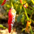 Cum scapi de păduchii lânoși ai plantelor fără substanțe chimice. 6 soluții naturale pe care le poți aplica acasă