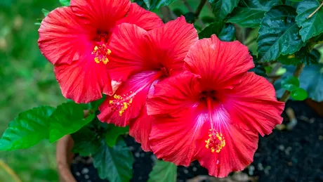 De ce să bei ceai de hibiscus în sezonul rece. 10 beneficii reale pentru sănătate