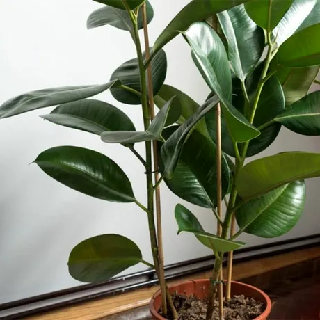 Cum să ai grijă de un ficus în apartament. De câte ori trebuie udat și unde trebuie poziționat