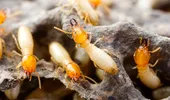 Cum scapi rapid de termite și îți protejezi mobilierul din lemn înainte să fie prea târziu