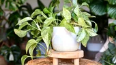 5 plante de apartament care pot crește fără pământ. Sunt ușor de întreținut și arată spectaculos