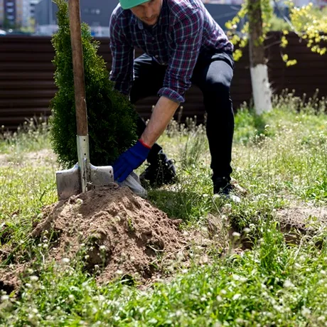 Arborii pe care NU ar trebui să-i plantezi în curtea casei. Aceste specii sunt periculoase pentru sănătate