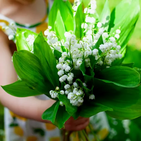 Plantele din grădina ta care pot fi periculoase pentru copii. Sunt printre cele mai comune