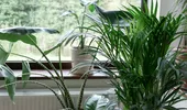 Câte plante de apartament sunt necesare pentru a produce oxigenul consumat de un om. Ce spun specialiștii despre aerul din locuință