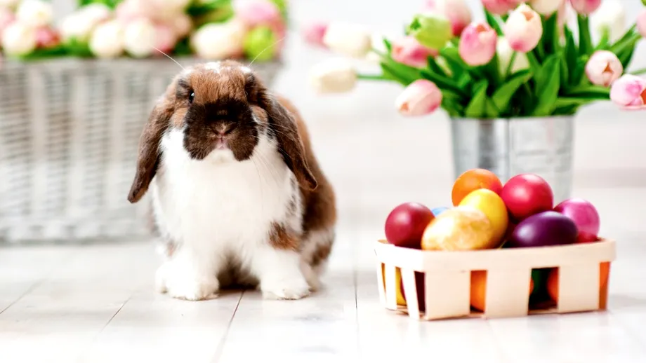 Adevărul surprinzător despre iepurașul de Paște. Tradiția pe care toți o iubim, dar puțini o înțeleg