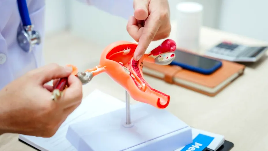 (P) Endometrul: ce este, funcții, afecțiuni și recomandări de sănătate