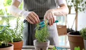 Ce plante aromatice merită cultivate în mai și cum pot ajuta digestia