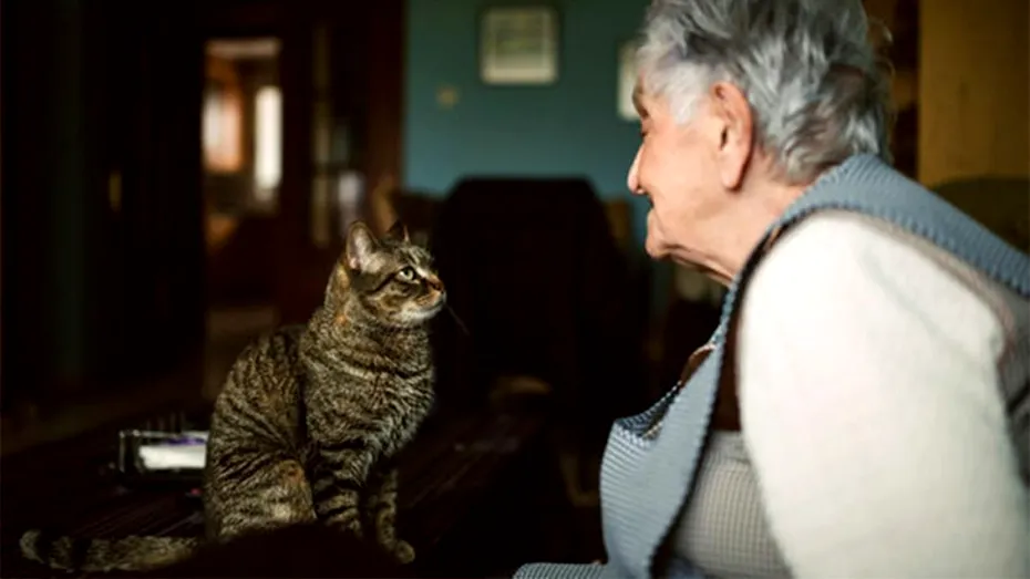 Am făcut calculul! Câți lei costă, lunar, să crești o pisică. Mulți pensionari nu își permit