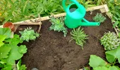 Cum îți protejezi grădina de dăunători cu o singură plantă. E un repelent natural extrem de eficient