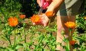 Cum poți folosi apa oxigenată la plante și răsaduri? Ce efecte nebănuite are