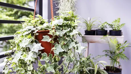 Rezistentă la frig și ușor de îngrijit! Planta care protejează casa și atrage energia pozitivă