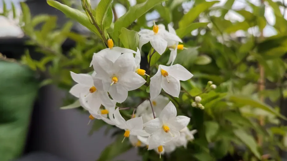 Ce floare să alegi pentru terasă, ca să te bucuri de parfum de vară toată ziua