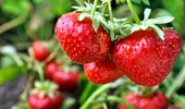 Căpșunile vor produce fructe uriașe și delicioase primăvara, dacă grădinarii fac un singur lucru