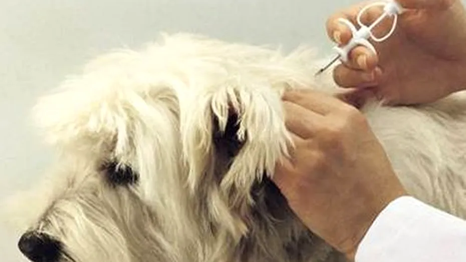 Ce amenzi riscă proprietarii de câini fără microcip