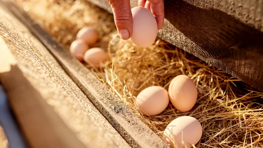 Ouăle de crescătorie: Mai sănătoase sau doar mai scumpe?