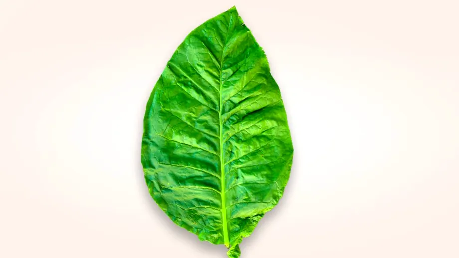 Adevărul despre nicotină