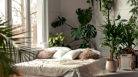 Plantele care elimină mirosurile neplăcute din locuință fără odorizante chimice. Ce să alegi pentru fiecare cameră