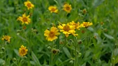 Planta minune pe care puțini știu cum să o folosească! Poate calma vânătăile și durerile