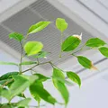 Aerul condiționat de la birou îți poate afecta sănătatea? Semnele care ar putea indica o problemă ascunsă