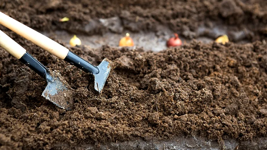 Secretul bunicilor pentru un pământ mai fertil după ce ai cultivat ceapă. 5 soluții naturale
