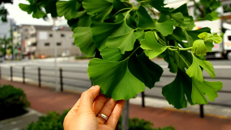 Ginkgo Biloba, supranumit arborele vieții. Cum îl recunoști și ce beneficii are pentru sănătate