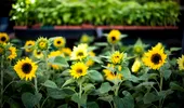 Floarea spectaculoasă pe care specialiștii recomandă să nu o plantezi lângă casă. Poate afecta dezvoltarea altor plante din grădină