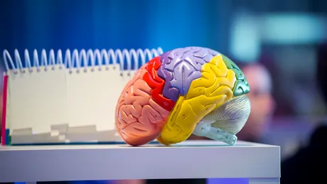 Ajutorul oferit altora încetinește îmbătrânirea creierului, spun experții! De ce e bine să faci voluntariat