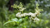 Crețușca, planta considerată „aspirina naturală”. Ce beneficii are și cum se consumă