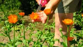 Cum poți folosi apa oxigenată la plante și răsaduri? Ce efecte nebănuite are