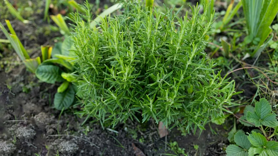 Remediul NATURAL care apără creierul de uitare și anxietate