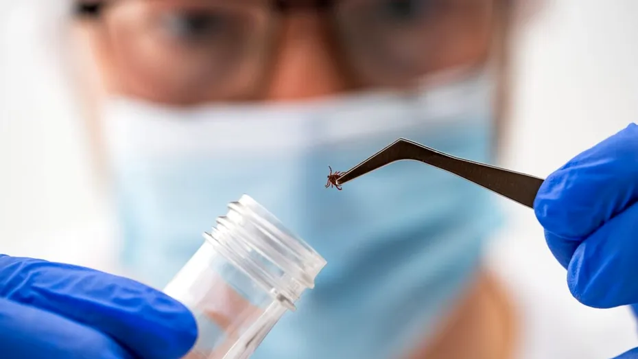 Formă rară de boală Lyme depistată recent: simptome mai severe și avertismentul medicilor