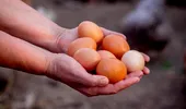 Cum să ai găini care fac ouă chiar și iarna. Trucurile micilor crescători