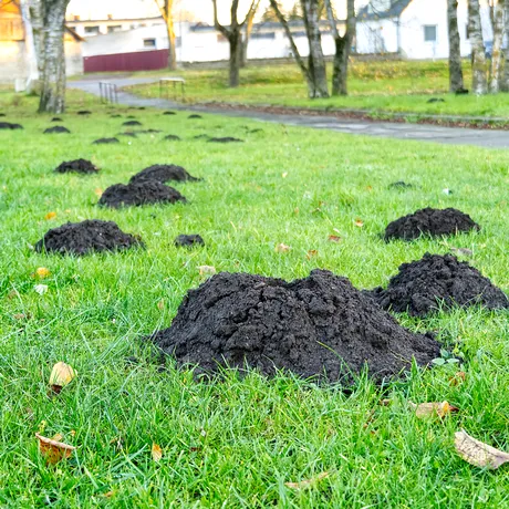 Cum să scapi definitiv de cârtițe toamna, doar cu săpun lichid. Trucul de care nu ai auzit până acum