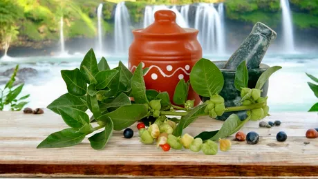 Planta „veche” care reduce stresul, oboseala  și anxietatea. E numită „Xanaxul naturii”