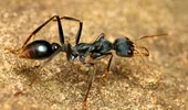 O nouă metodă de a depista cancerul ar putea revoluționa medicina: furnicile