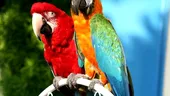 Papagalii - animale de companie foarte prietenoase