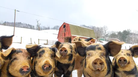 Obiceiuri și superstiții românești de Ignat