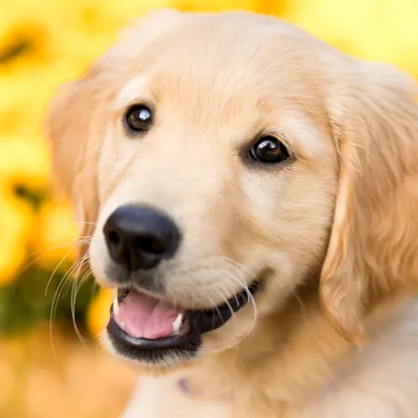 De ce își înclină câinii capul când le vorbești? Explicația unui veterinar