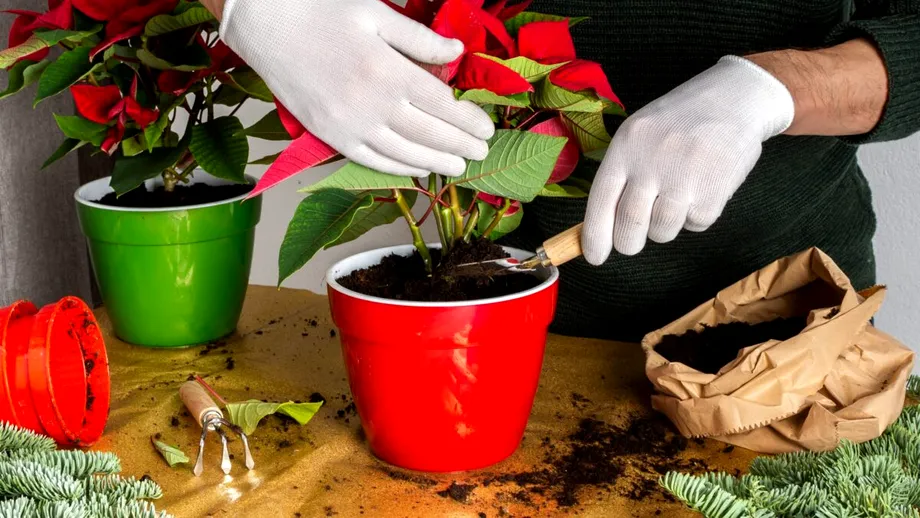 Cum să fertilizezi Crăciunița cu zaț de cafea. Va înflori spectaculos