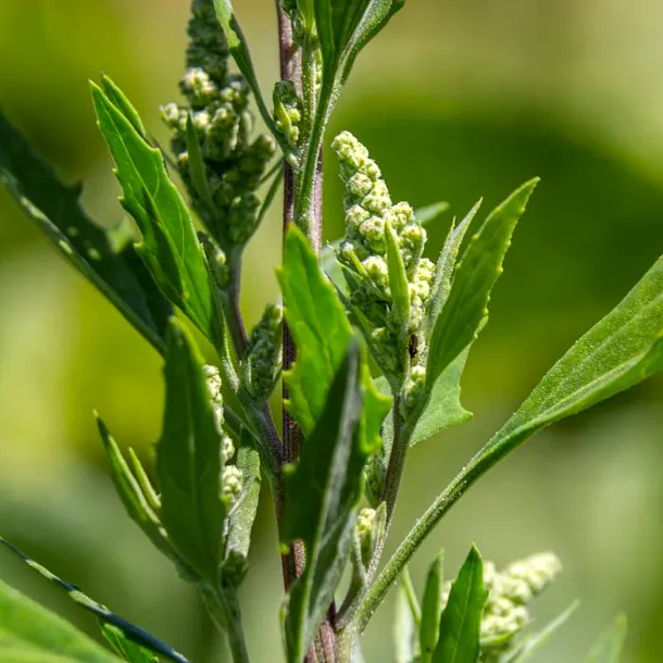 Talpa-gâștei: planta calmantă care poate echilibra sistemul nervos. Ce NU poate face