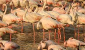 Efectele pandemiei: zeci de mii de păsări flamingo cuceresc metropola Mumbai din India