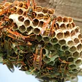 Ce să pui pe terasă ca să scapi de viespi. Metoda naturală devenită virală