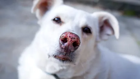Ce se întâmplă dacă lași un animal în mașină chiar și 10 minute