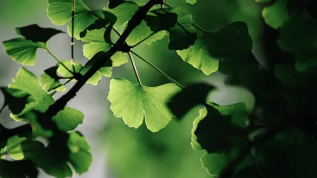 Ce nutrienți se regăsesc în extractul de ginkgo biloba și cum te ajută să îți menții sănătatea