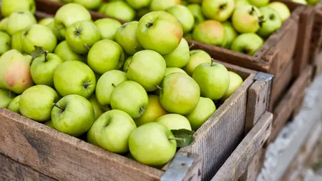 Cum să păstrezi merele proaspete până la 6 săptămâni! Așa vei reduce risipa alimentară